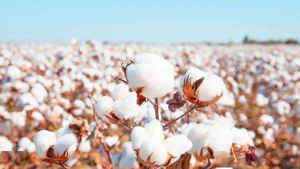新疆棉收购进入尾声 棉价维持高位